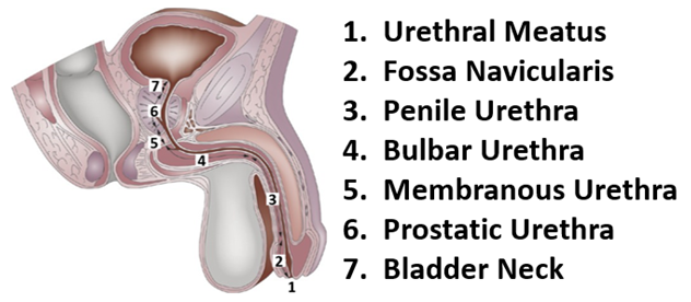 Medical Student Curriculum Urethral Strictures American